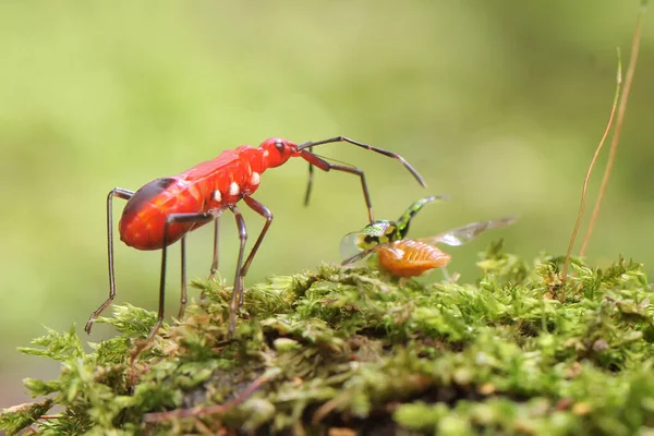 Red Cotton Bug Preys Tortoise Beetle Rotting Wood Overgrown Moss — Foto Stock