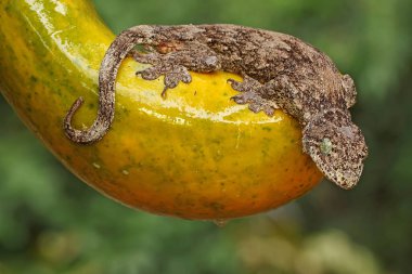 Bir Halmahera dev kertenkelesi günlük aktivitelerine başlamadan önce papaya üzerinde güneşleniyor. Endonezya, Halmahera Adası 'ndan gelen bu sürüngen bilimsel adı Gehyra marginata' dır.. 