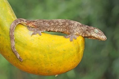 Bir Halmahera dev kertenkelesi günlük aktivitelerine başlamadan önce papaya üzerinde güneşleniyor. Endonezya, Halmahera Adası 'ndan gelen bu sürüngen bilimsel adı Gehyra marginata' dır.. 