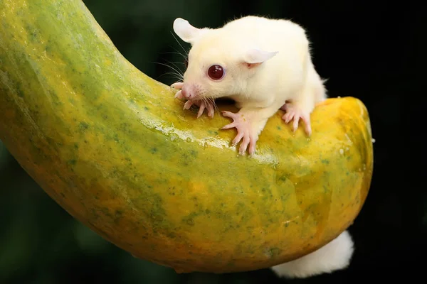 Joven Planeador Albino Azúcar Descansando Sobre Una Fruta Madura Papaya — Foto de Stock