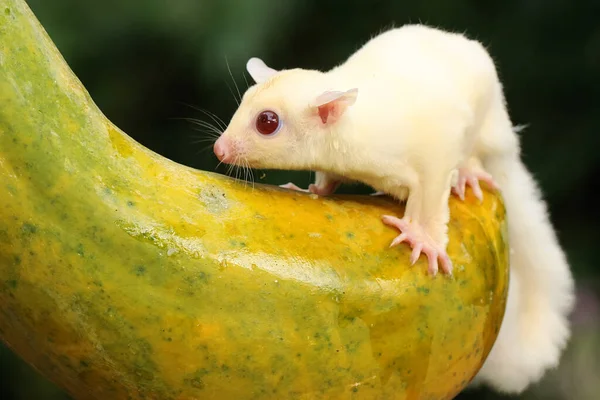 Olgun Bir Papaya Meyvesinin Üzerinde Duran Genç Bir Albino Şeker — Stok fotoğraf