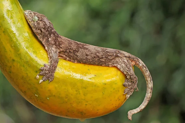 Halmahera Obří Gecko Opaluje Papáji Před Zahájením Svých Denních Aktivit — Stock fotografie
