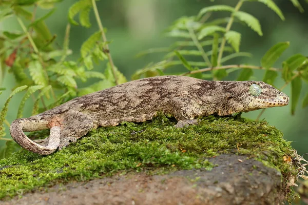 Halmahera Giant Gecko Sunbathing Papaya Starting Its Daily Activities Endemic — стокове фото