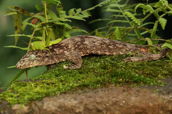Halmahera Giant Gecko Who Sunbathing Its Head Attacked Young Green — стокове фото