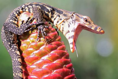 Genç bir kurtarıcı, kertenkele avını çalılıklarda arıyor. Bu sürüngenin bilimsel adı Varanus kurtarıcıdır.. 
