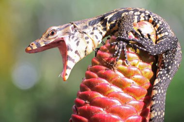 Genç bir kurtarıcı, kertenkele avını çalılıklarda arıyor. Bu sürüngenin bilimsel adı Varanus kurtarıcıdır.. 