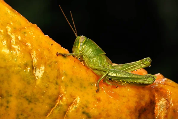 一只绿色的蚱蜢躺在木瓜果实上 这些昆虫喜欢吃嫩叶 — 图库照片