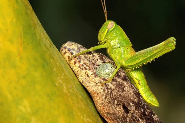 Gecko Géant Halmahera Qui Prend Bain Soleil Sur Tête Est — Photo