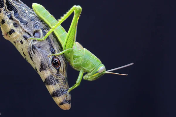 Monitor Lizard Who Sunbathing Its Head Attacked Young Green Grasshopper — Zdjęcie stockowe