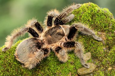 A black tarantula looking for prey in the bushes.  clipart