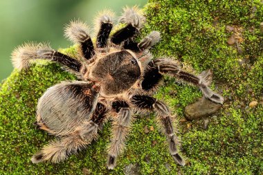 Siyah bir tarantula çalılıklarda avını arıyor.. 