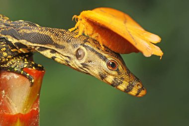Genç bir kurtarma görevlisi kertenkele bir güveyi avlıyormuş. Bu sürüngenin bilimsel adı Varanus kurtarıcıdır.. 