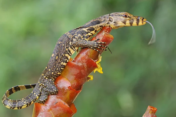 Young Salvator Monitor Lizard Looking Prey Bushes Reptile Has Scientific — Stock Photo, Image