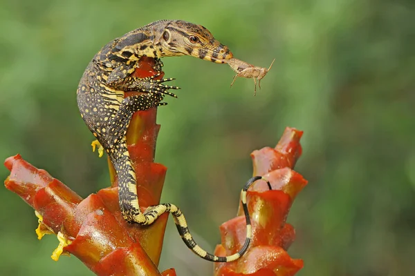 Ung Bärgare Övervakar Ödlan Som Jagar Gräshoppa Denna Reptil Har — Stockfoto