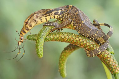 Genç bir kurtarıcı kertenkele küçük bir örümceği avlıyormuş. Bu sürüngenin bilimsel adı Varanus kurtarıcıdır.. 