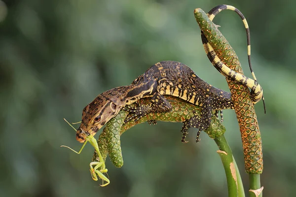 Ung Bärgare Övervakar Ödlan Som Jagar Grön Bönsyrsa Denna Reptil — Stockfoto