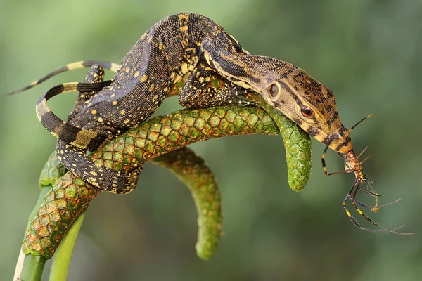 Een Jonge Salvator Monitor Hagedis Joeg Een Kleine Spin Dit — Stockfoto