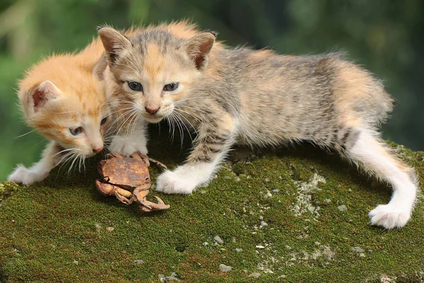 Two Kittens Looking Prey Rock Overgrown Moss Mammals Commonly Kept — Stock Photo, Image