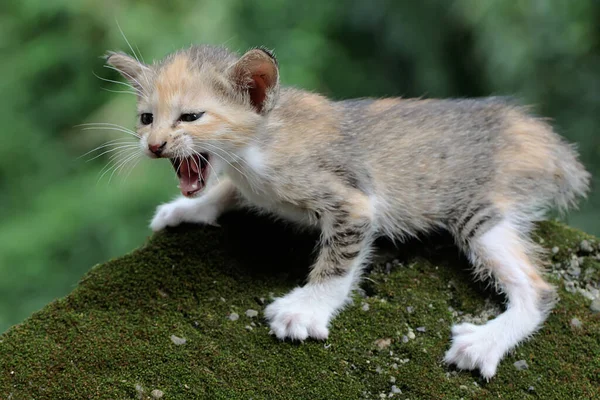 Kitten Looking Prey Rock Overgrown Moss Mammals Commonly Kept Pets — Stock Photo, Image