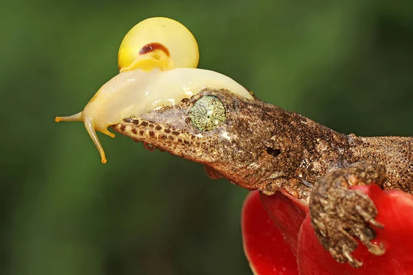 Gecko Géant Halmahera Qui Prend Bain Soleil Sur Tête Est — Photo