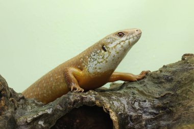 Büyük bir maymun günlük aktivitelerine başlamadan önce güneşleniyor. Doğal yaşam alanı Papua Yeni Gine ve Avustralya olan bu sürüngenin bilimsel adı Bellatorias frerei 'dir.. 