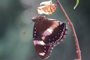 Kozadan yeni bir kelebek çıkıyor..