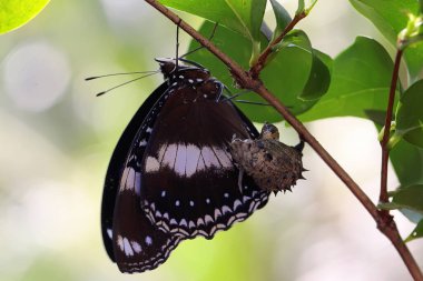 Kozadan yeni bir kelebek çıkıyor..