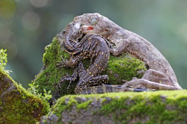Bir Halmahera dev kertenkelesi (Gehyra marginata) genç bir kertenkele (Varanus kurtarıcısı) ile dövüşür. Bu iki avcı arasındaki savaş Halmahera devi kertenkele tarafından kazanıldı.. 