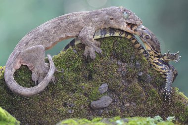 Bir Halmahera dev kertenkelesi (Gehyra marginata) genç bir kertenkele (Varanus kurtarıcısı) ile dövüşür. Bu iki avcı arasındaki savaş Halmahera devi kertenkele tarafından kazanıldı.. 