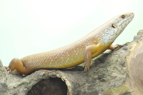 Major Skink Sunbathing Starting His Daily Activities Reptile Whose Natural — Stock Photo, Image