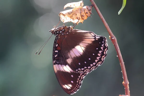 Новий Метелик Виходить Кокону — стокове фото