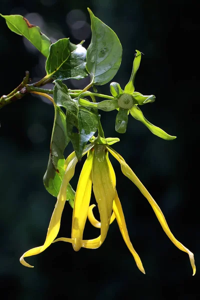 Цветок Cananga Odorata Полном Расцвете Цветок Имеет Ароматный Запах Поэтому — стоковое фото