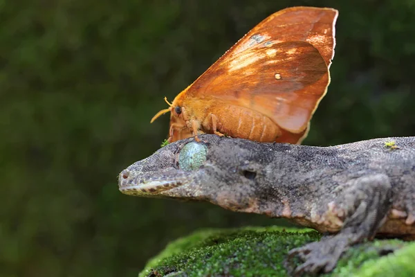 Geco Gigante Halmahera Che Sta Prendendo Sole Sulla Testa Viene — Foto Stock