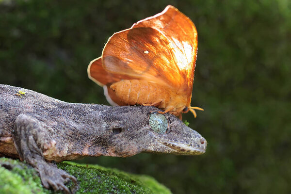 A Halmahera giant gecko who is sunbathing on its head is attacked by a moth. This endemic reptile from Halmahera Island, Indonesia has the scientific name Gehyra marginata. 