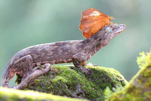 A Halmahera giant gecko who is sunbathing on its head is attacked by a moth. This endemic reptile from Halmahera Island, Indonesia has the scientific name Gehyra marginata. 