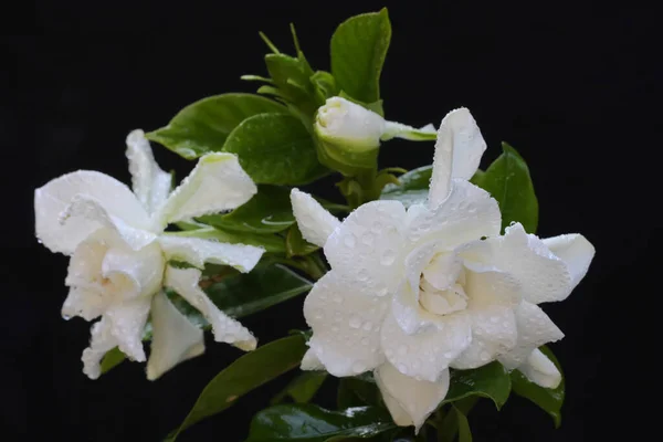 Gardenia flower is in full bloom. This fragrant white flower has the scientific name Gardenia augusta.