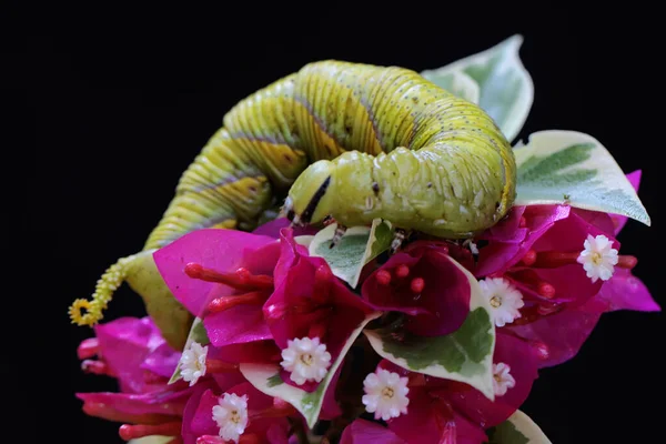 タバコの虫が野生の花を食べている この鮮やかな緑の冬虫夏草は 学名はManduca Sectaです — ストック写真