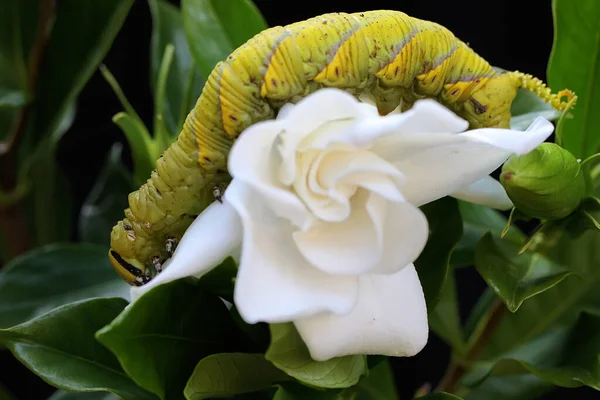 Bir Tütün Boynuzu Kurdu Yabani Bir Çiçeği Yiyor Parlak Yeşil — Stok fotoğraf