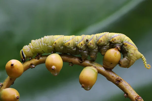 Een Tabakshoornworm Eet Palmfruit Deze Heldergroene Rups Heeft Wetenschappelijke Naam — Stockfoto