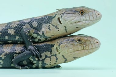 İki mavi dilli teneke (Tiliqua sp) günlük aktivitelerine başlıyor.
