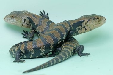 İki mavi dilli teneke (Tiliqua sp) günlük aktivitelerine başlıyor.