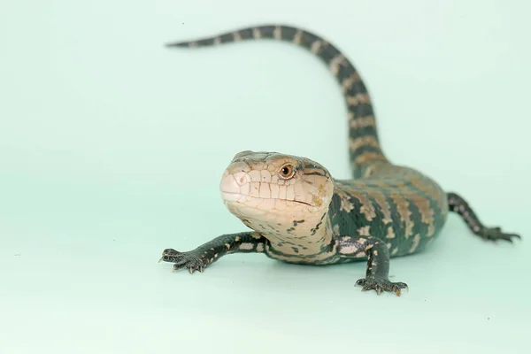 Blue Tongued Skink Sunbathing Starting Its Daily Activities Reptile Has — Stock Photo, Image