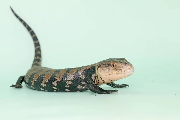 Blue Tongued Skink Sunbathing Starting Its Daily Activities Reptile Has — Stock Photo, Image