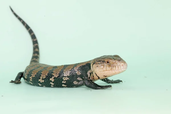 Skink Língua Azul Está Tomando Sol Antes Começar Suas Atividades — Fotografia de Stock