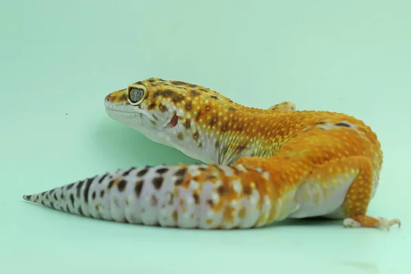 Leopard Gecko Eublepharis Macularius Pózuje Osobitém Stylu — Stock fotografie