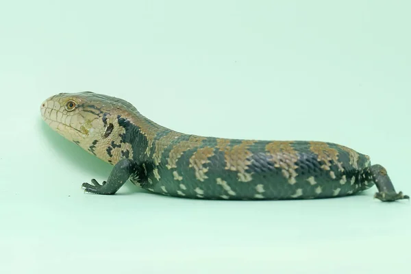 Blue Tongued Skink Sunbathing Starting Its Daily Activities Reptile Has — Stock Photo, Image