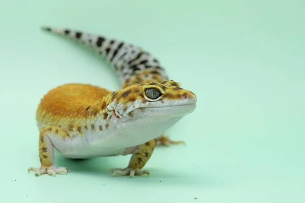 Ein Leopardengecko Eublepharis Macularius Posiert Unverwechselbarem Stil — Stockfoto
