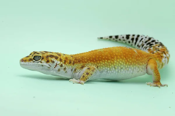 Gecko Lampart Eublepharis Macularius Pozuje Charakterystycznym Stylu — Zdjęcie stockowe