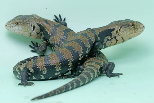 Dos Pieles Lengua Azul Tiliqua Están Comenzando Sus Actividades Diarias — Foto de Stock