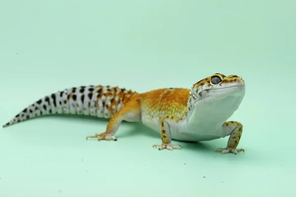 Leopard Gecko Eublepharis Macularius Pózuje Osobitém Stylu — Stock fotografie